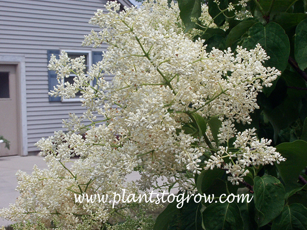 Japanese Tree Lilac (Syringa reticulata) These panicles are very large.